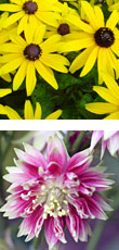 left image